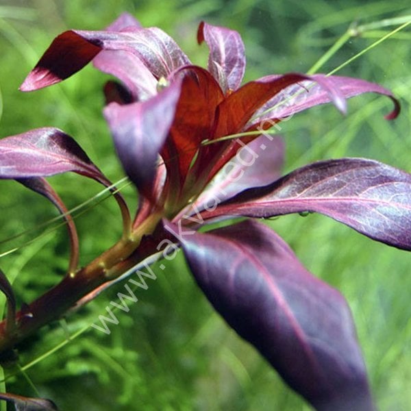 Ludwigia peruensis ADET EXVITRO