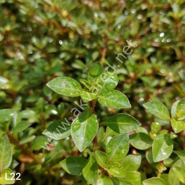 Ludwigia repens (Gül) İTHAL BUKET