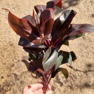 Cordyline Compacta İTHAL BUKET