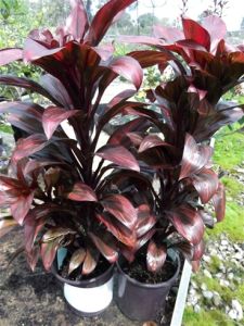 Cordyline Compacta İTHAL BUKET