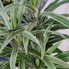 Dracaena deremensis striped ADET İTHAL