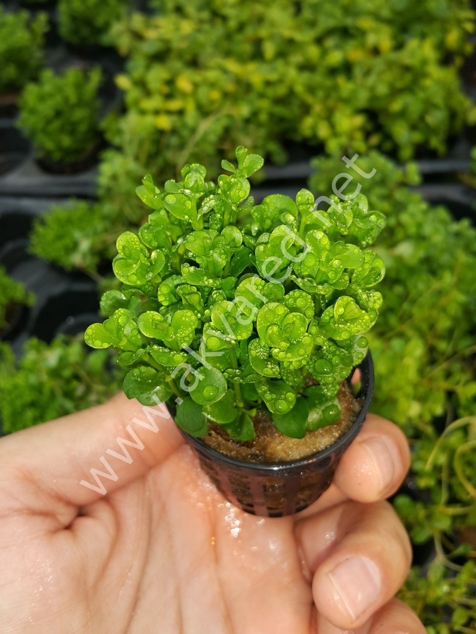 Lysimachia nummularia 'green ADET İTHAL