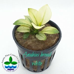 Anubias barteri BROAD WHITE İTHAL ADET - TAYLAND ÖN SİPARİŞ