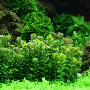 Ammannia / Rotala bonsai green İTHAL BUKET ÖN SİPARİŞ