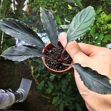 Bucephalandra achiles black dark ADET - ÖN SİPARİŞ