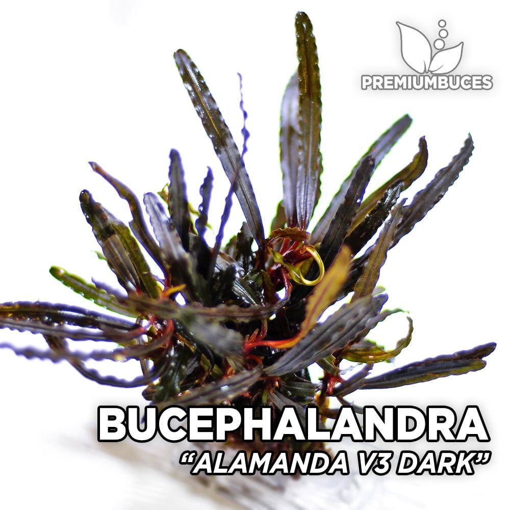 Bucephalandra alamanda v3 dark ADET - ÖN SİPARİŞ