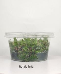 Rotala Fujian IN VITRO CUP