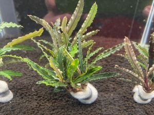 Bucephalandra alamanda vi blue ADET - ÖN SİPARİŞ