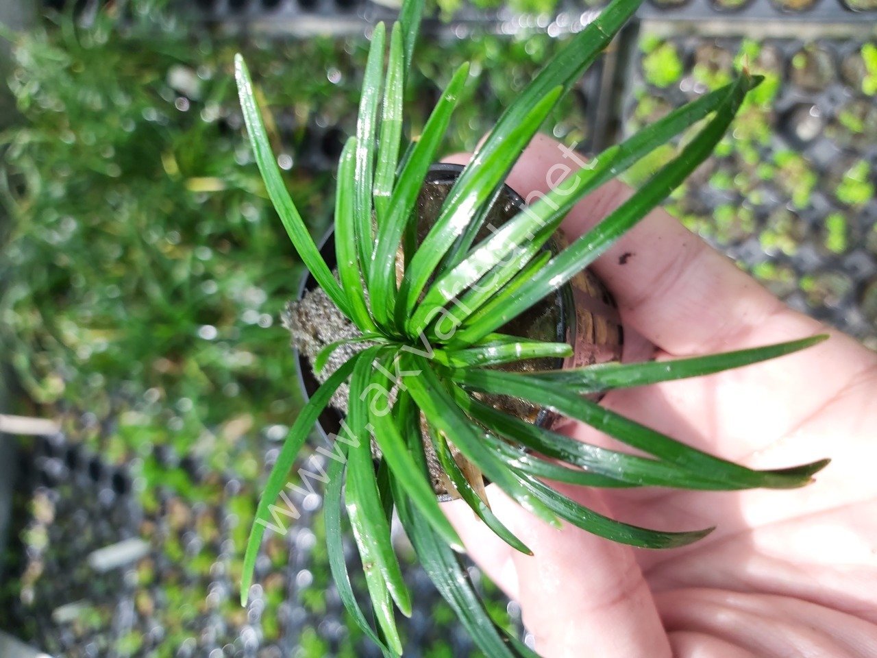 Ophiopogon pusillis SAKSI