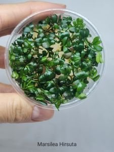 Marsilea hirsuta IN VITRO CUP