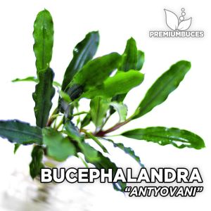 Bucephalandra antyovani ADET - ÖN SİPARİŞ