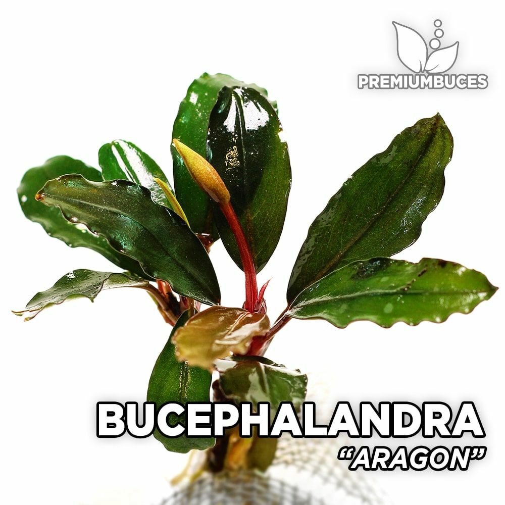 Bucephalandra aragon ADET - ÖN SİPARİŞ