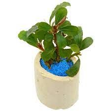 Bucephalandra brownie jande ADET - ÖN SİPARİŞ