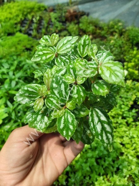 Pilea cadierei nana SAKSI