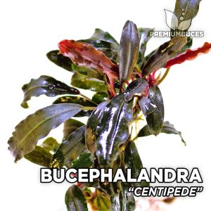 Bucephalandra centipede ADET - ÖN SİPARİŞ