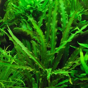 Cryptocoryne spiralis SAKSI