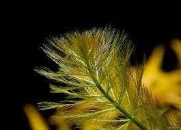 Myriophyllum aquatica IN VITRO CUP