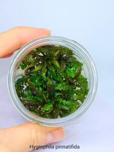 Hygrophila pinnatifida IN VITRO JAR (KAVANOZ)