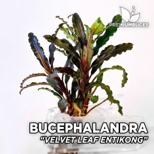 Bucephalandra velvet lead entihong ADET - ÖN SİPARİŞ