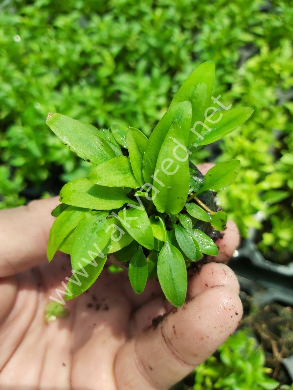 Cryptocoryne lucens İTHAL BUKET ÖN SİPARİŞ