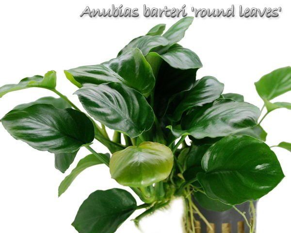 Anubias barteri round (golden coin) İTHAL ADET - TAYLAND APC ÖN SİPARİŞ