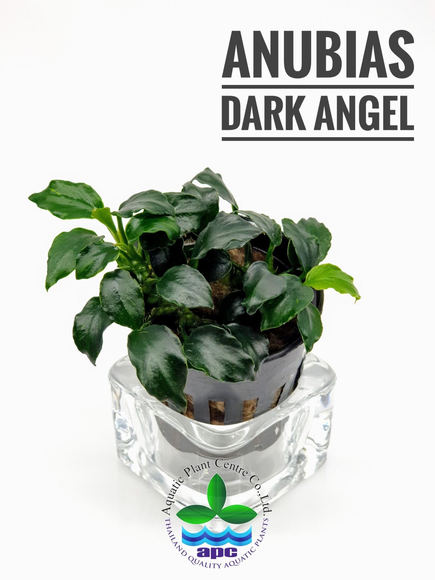 Anubias dark angel İTHAL ADET - APC TAYLAND ÖN SİPARİŞ