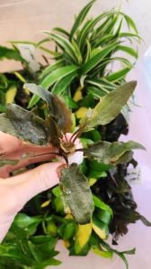 Cryptocoryne wendtii 'broadleaf' İTHAL BUKET