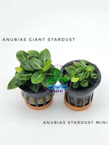 Anubias giant stardust İTHAL ADET - APC TAYLAND ÖN SİPARİŞ