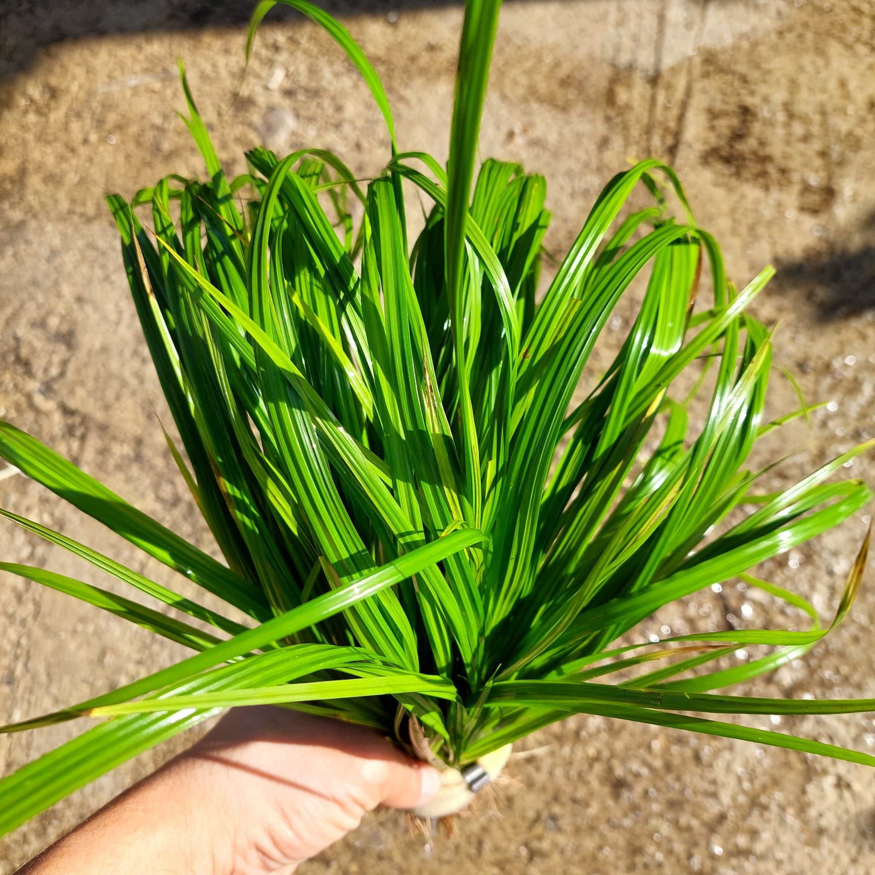 Cyperus helferi BUKET - ÖN SİPARİŞ