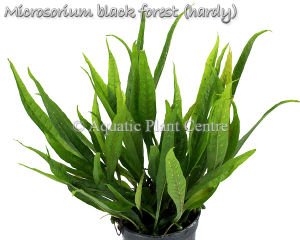 Microsorum black forest (hardy) İTHAL SAKSI - APC TAYLAND ÖN SİPARİŞ