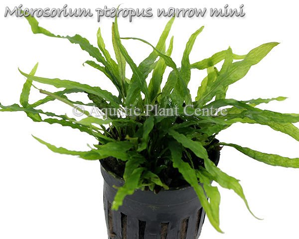 Microsorum pteropus narrow mini İTHAL SAKSI - APC TAYLAND ÖN SİPARİŞ