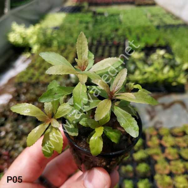 Pogostemon stellata broad leaf İTHAL BUKET