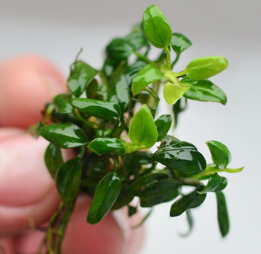 Anubias chili mini İTHAL ADET - APC TAYLAND ÖN SİPARİŞ