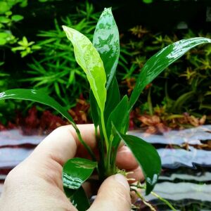 Anubias congensis mini İTHAL ADET - APC TAYLAND ÖN SİPARİŞ