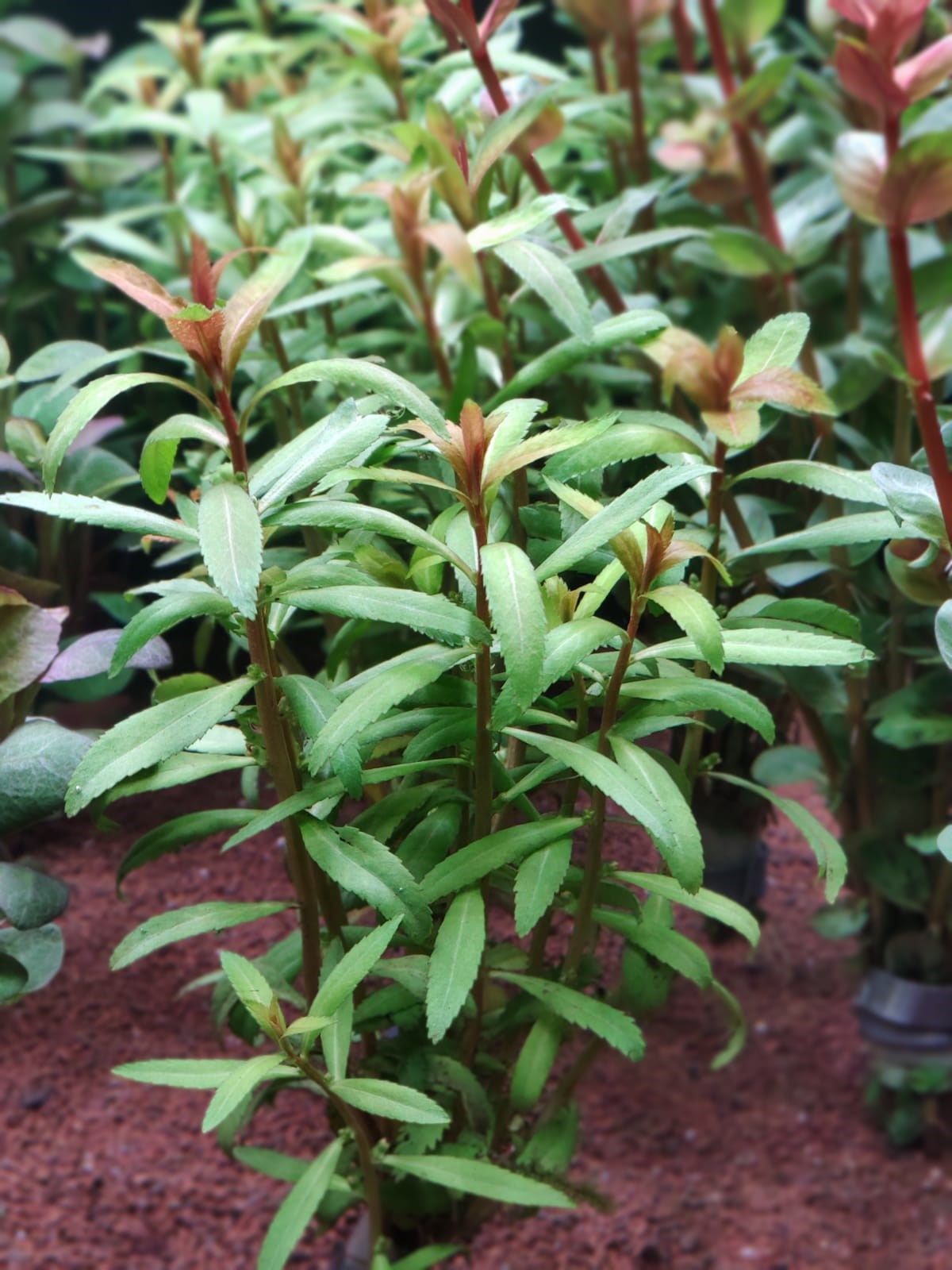 Proserpinaca palustris cuba İTHAL BUKET
