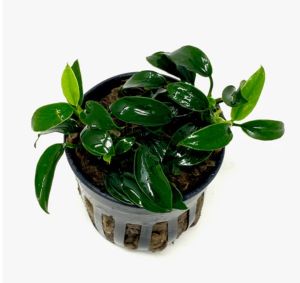 Anubias jungle star İTHAL ADET - APC TAYLAND ÖN SİPARİŞ