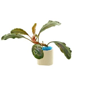 Bucephalandra theia 10x10cm kutu - ÖN SİPARİŞ