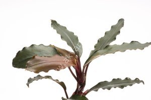 Bucephalandra theia 10x10cm kutu - ÖN SİPARİŞ