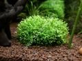 Riccia fluitans /  Riccia Moss 5 gram İTHAL