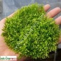 Riccia fluitans /  Riccia Moss 5 gram İTHAL