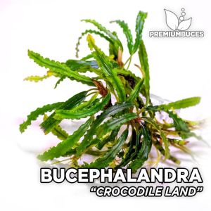 Bucephalandra crocodile 10x10cm PORSİYON ÖN SİPARİŞ