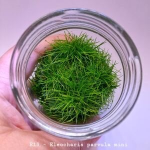 Eleocharis parvula mini IN VITRO JAR (KAVANOZ)