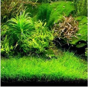 Eleocharis parvula mini IN VITRO JAR (KAVANOZ)