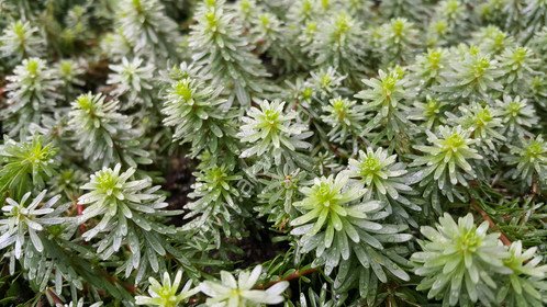 Rotala bossi ADET İTHAL
