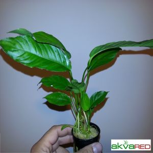 Anubias heterophylla Büyük Boy ADET - İTHAL - ÖN SİPARİŞ APC TAYLAND