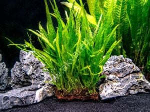 Microsorum pteropus philippine İTHAL SAKSI - APC TAYLAND ÖN SİPARİŞ