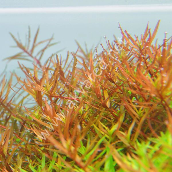 Rotala H'ra SAKSI