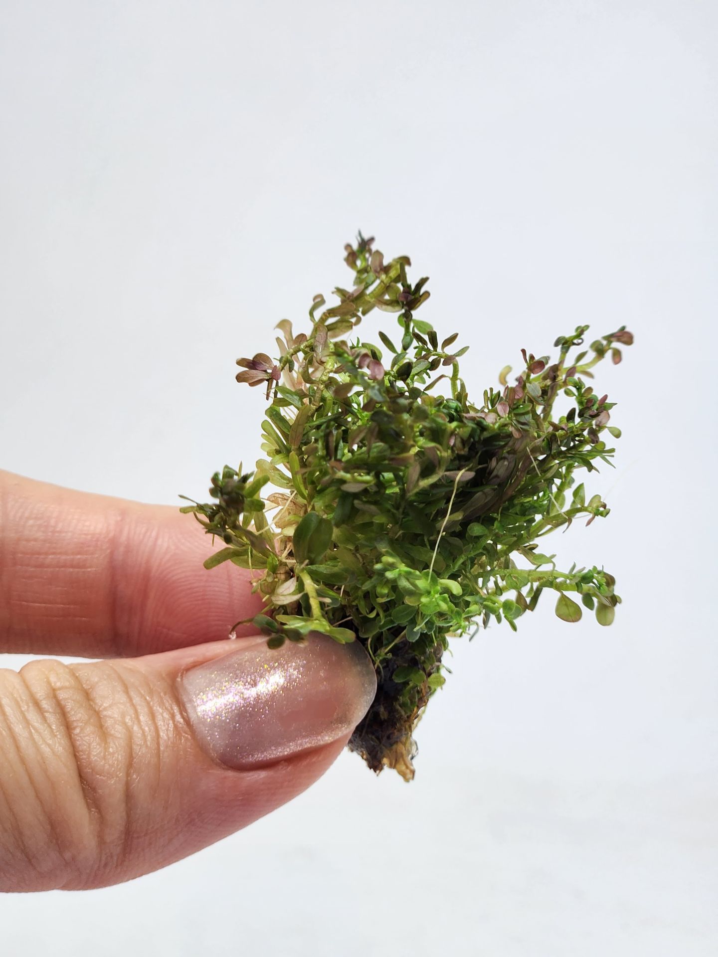 Rotala H\'ra EXVITRO