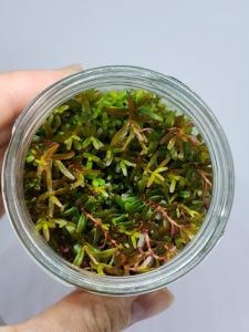 Rotala macrandra mini pink IN VITRO JAR (KAVANOZ)