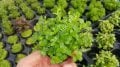 Rotala indica green İTHAL BUKET